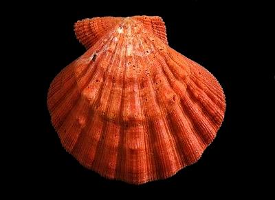 Nodipecten arthriticus