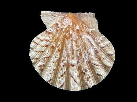 Flexopecten hyalinus1
