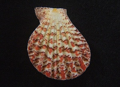 Semipallium marybellae