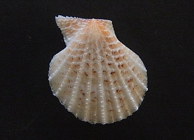 Laevichlamys rubromaculata