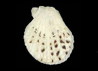 Coralichlamys madreporarum